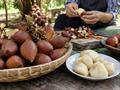 سالاک یا میوه مار؛ نخل گرمسیری شگفت‌انگیز با میوه‌های فلس‌دار و خوراکی